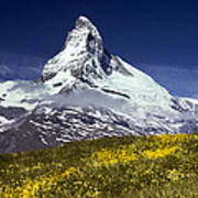 The Matterhorn With Alpine Meadow In Foreground Art Print