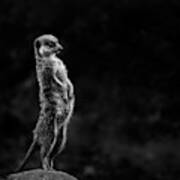 The Meerkat Art Print