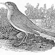 The Nightingale Luscinia Megarhynchos From The History Of British Birds Volume I, Pub. 1797 Wood Art Print
