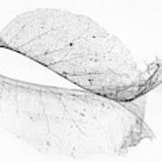 The Old Leaf Art Print