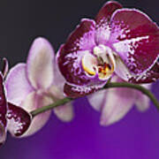 The Orchid Watches Art Print