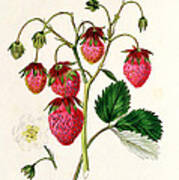 The Roseberry Strawberry Art Print