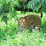 The Royal Bengal Tiger Of Bangladesh Art Print