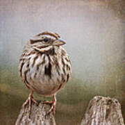 The Song Sparrow Art Print