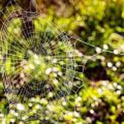 The Spider Web Art Print