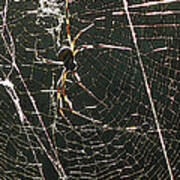 The Spider's Web Art Print