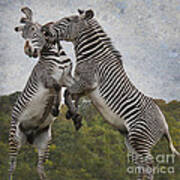 The Zebras Crossing Art Print