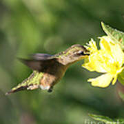 Thirsty Little Hummingbird Art Print