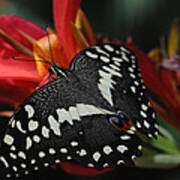 Thoas Swallowtail Butterfly Art Print