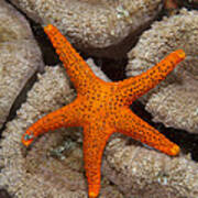 Thousand-pores Starfish On Coral Art Print