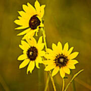 A Trio Of Black Eyed Susans Art Print