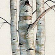 Three Birch Trees Art Print