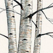 Three Birch Trees Number Two Art Print