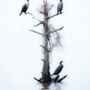 Three Birds In A Tree - Outer Banks Art Print