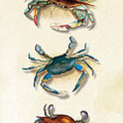 Three Blue Crabs Art Print