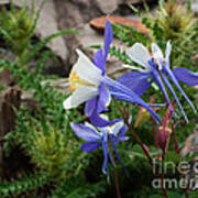 Three Columbine Art Print