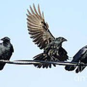 Three Crows On A Wire. Art Print