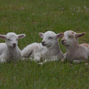Three Lambs Art Print