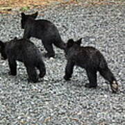 Three Little Bears In Step Art Print