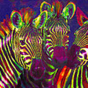Three Rainbow Zebras Art Print