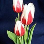 Three Tulips Art Print
