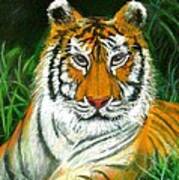 Tiger Eyes - Pastel Sold Art Print