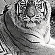 Tiger In Black And White Art Print