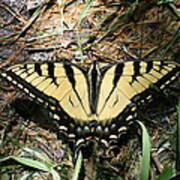 Tiger Swallowtail Butterfly At Rest Art Print