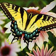 Tiger Swallowtail Butterfly Art Print