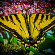 Tiger Swallowtail Art Print