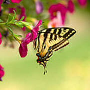 Tiger Swallowtail Art Print