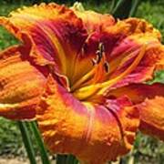 Tigger Daylily Art Print