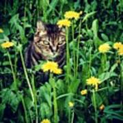 'tigress' In The Grass.
#cat #cats Art Print