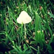 Tiny Mushroom In Grass #mushroom #grass Art Print