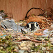 Titmouse Nesting Art Print