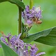 Toad Lily And Hover Fly Art Print