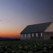 Tobacco Field Art Print