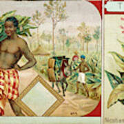 Tobacco Plant, And Scene Of  Harvesting Art Print