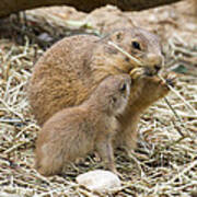 Too Cute Prairie Dogs Art Print