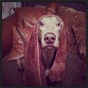 Tough Workout Brooke? #weimaraner #weim Art Print