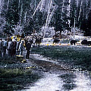 Tourists Feeding Bear Yellowstone Np Art Print