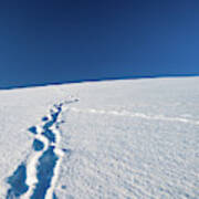 Tracks In Snow Art Print