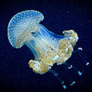 Transparent Blue Jellyfish Art Print