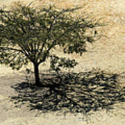 Tree And Shadow At Monte Alban Art Print