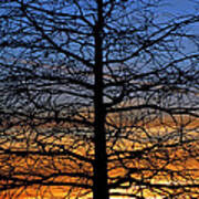 Tree At Sunset Art Print