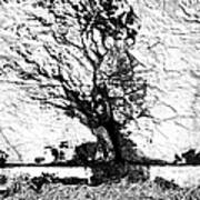 Tree In Stone Art Print