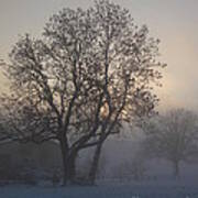 Tree In The Foggy Winter Landscape Art Print