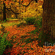 Trees In Autumn Woodland Art Print
