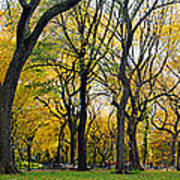 Trees In Central Park Art Print