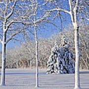 Trees In Snow  Wisconsin Art Print